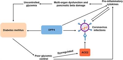 Perspectives of Antidiabetic Drugs in Diabetes With Coronavirus Infections